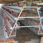 128 Birds Layer Cage System – High Efficiency Poultry Housing